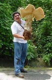 Macrocybe titans image