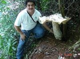 Macrocybe titans image
