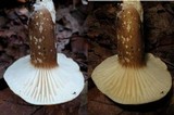 Lactarius gerardii image