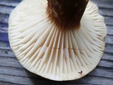 Lactarius gerardii image