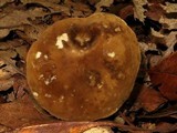 Lactarius gerardii image