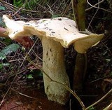 Macrocybe titans image