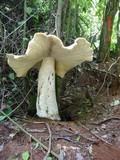 Macrocybe titans image