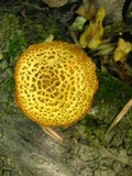 Gymnopilus fulvosquamulosus image
