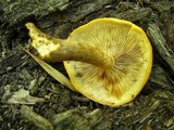 Gymnopilus fulvosquamulosus image