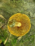 Gymnopilus fulvosquamulosus image