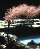 Arcyria ferruginea image