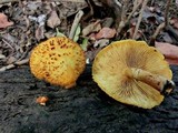 Gymnopilus fulvosquamulosus image