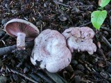 Lactarius subpurpureus image