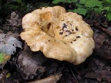 Lactarius psammicola image