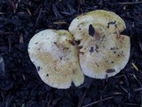 Inocybe fraudans image