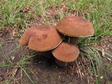 Tylopilus badiceps image