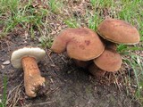 Tylopilus badiceps image