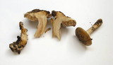 Cortinarius glutinosoarmillatus image