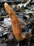 Cordyceps militaris image