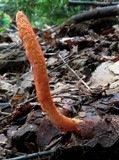 Cordyceps militaris image