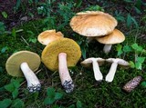 Boletus chippewaensis image