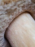 Boletus chippewaensis image
