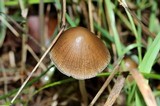 Parasola conopilea image
