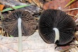 Parasola conopilea image