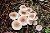 Leucocybe candicans image