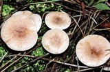 Leucocybe candicans image