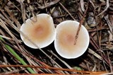 Leucocybe candicans image