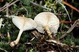 Leucocybe candicans image