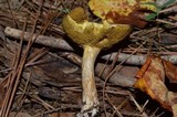Suillus americanus image