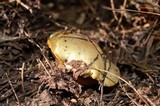 Suillus americanus image