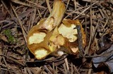 Suillus americanus image