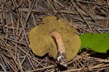 Suillus americanus image