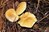 Cystoderma amianthinum image