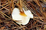 Cystoderma amianthinum image