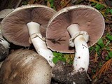 Agaricus moelleri image