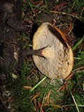 Royoporus badius image