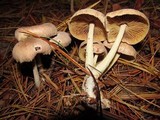 Gymnopus peronatus image