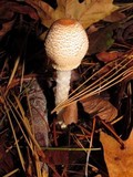 Lepiota magnispora image