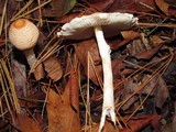 Lepiota magnispora image