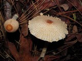 Lepiota magnispora image