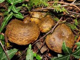 Lactarius turpis image