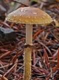 Leratiomyces squamosus var. squamosus image