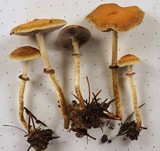 Leratiomyces squamosus var. squamosus image