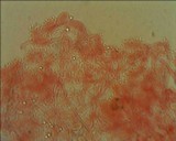 Mycena cinerella image