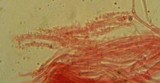 Mycena cinerella image