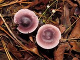 Mycena pura image