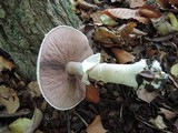 Agaricus silvicola image