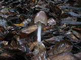 Psathyrella longipes image