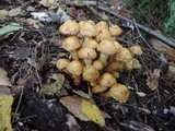 Pholiota alnicola image