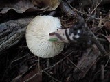 Lactarius mucidus image